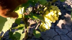 сорт винограда  для начинающих лора урожай 2015
