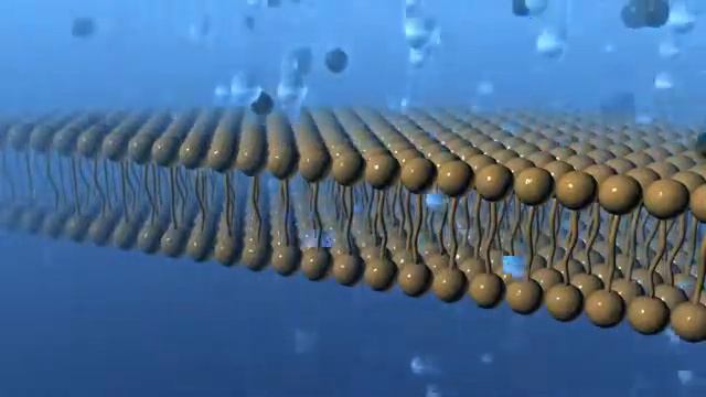 Мембрана клетки человека avi смотреть онлайн