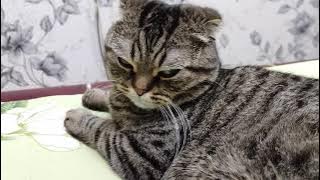 Ленивый  кот.