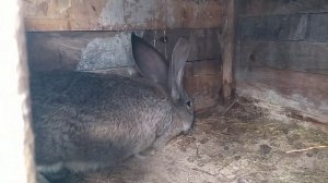 Кролики Фландр | Вес крольчат в 2- 2, 5- 3 месяца И вес купленного 4-х месячного самца