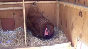 Упрямая и настойчивая курица ждёт своей очереди Снести яйцо