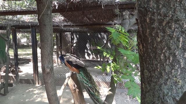 Indian peafowl?Pavo crictatus✅Павлин обыкновенный смотреть онлайн