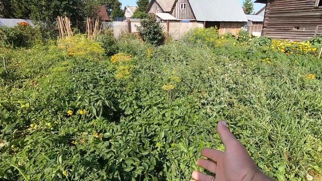 Шляпа для трубы. Сбор урожая.Trumpet hat. Ingathering. смотреть онлайн