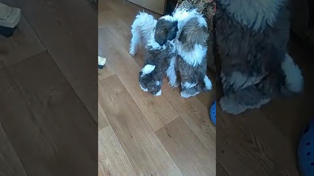 Ши Тцу мучают хохлатку смотреть онлайн