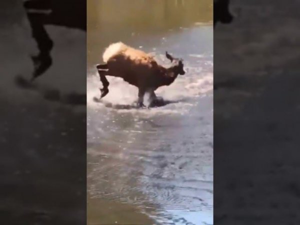 Радуется воде