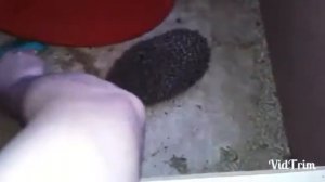 Ёжик с "дырочкой" в правом боку