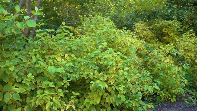 Cornus sanguinea - Bloodtwig Dogwood смотреть онлайн