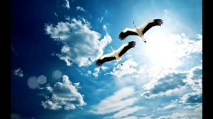 Парить так высоко я не умела.