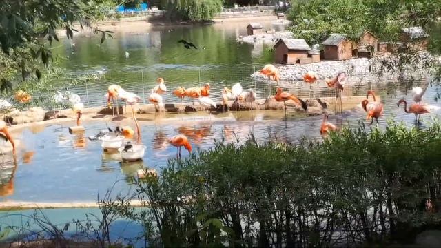 МОСКОВСКИЙ ЗООПАРК 2021 смотреть онлайн