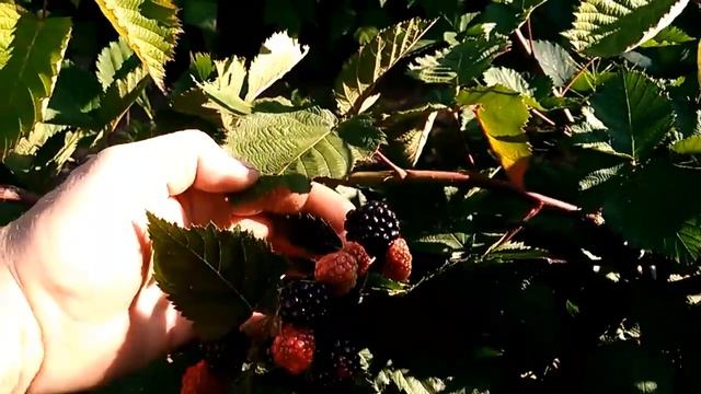 Трипл Краун. Ежевика. 30.08.17 первые плоды. смотреть онлайн