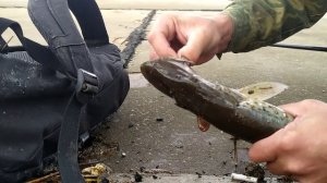ЩУКА за ДВЕ минуты! Рыбалка на щуку•Хабаровск | Амур | Городская набережная. Street fishing. Блесна