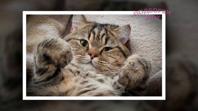 Подборка Котят! Мимишные котики ТОП фото котят!!