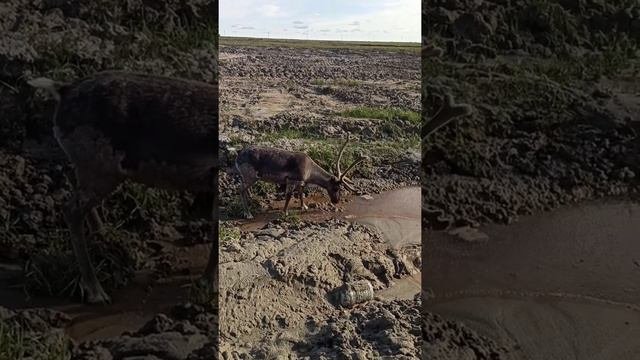 Командировка на Харасавей.Работа вахтой. #Тундра #Карскоеморе #Север