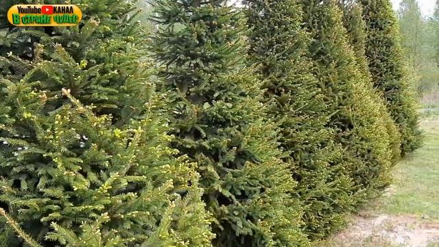 ? Живая изгородь из обычных ёлок ??? смотреть онлайн