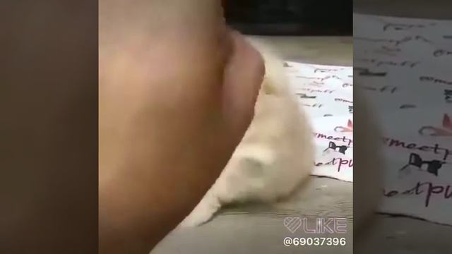 собачка померанский шпиц и песня ты и я молния 220 вольт смотреть онлайн