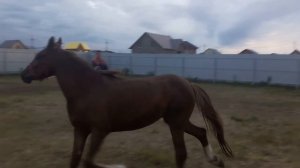 орловский рысак
