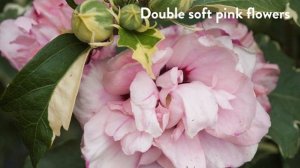 30 seconds with Proven Winners® Hibiscus Sugar Tip (EU)