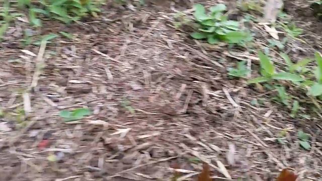 Pwawww!!! ~Stinkhorn Mushroom смотреть онлайн