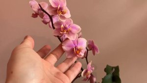 Beautiful Orange Sorbet/Прекрасный Оранжевый Сорбет