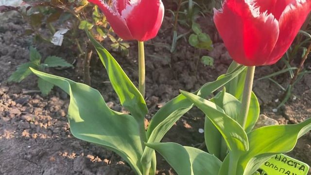 Алые тюльпаны с бахромой из инея смотреть онлайн