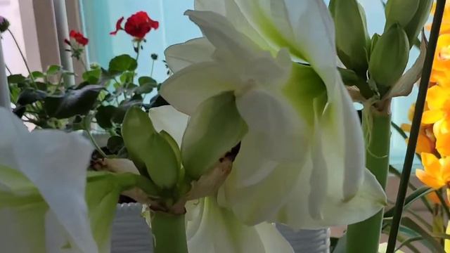 아마릴리스 1 알프레스코 Amaryllis "Alfresco" Hippeastrum hybridum "Alfresco" смотреть онлайн