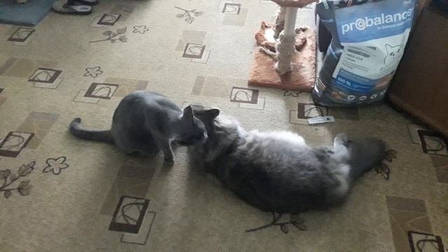 Мейн-кун и Британец Ухаживают Друг за Другом