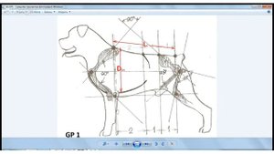 Экстерьер собаки с позиций биомеханики и гармонии