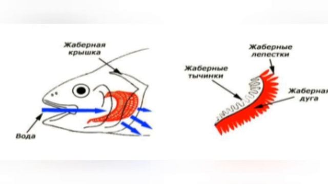 Дыхательная система рыб. смотреть онлайн