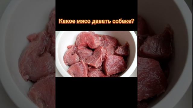 ??? Какое мясо можно давать собаке? Субпродукты