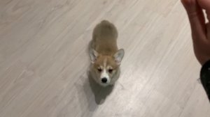 ДРЕССИРУЕМ ЩЕНКА НА ваших глазах / команда СИДЕТЬ