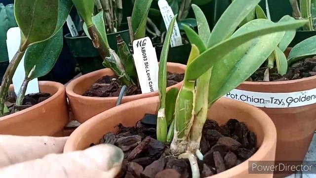 Mini Cattleya Updates. #orchids #minicattleya смотреть онлайн