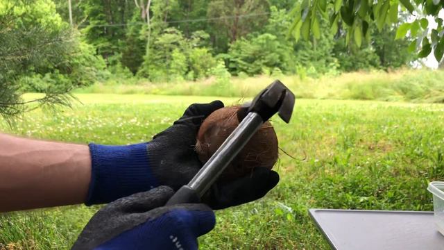 How to open coconut easily? Hammer to help! Как открыть кокос? Молотком? смотреть онлайн