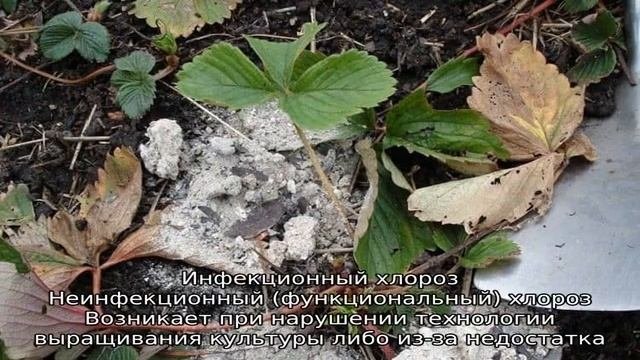 Хлороз клубники