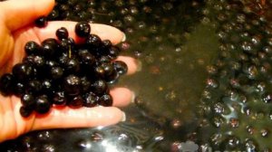 Сок из черноплодной рябины