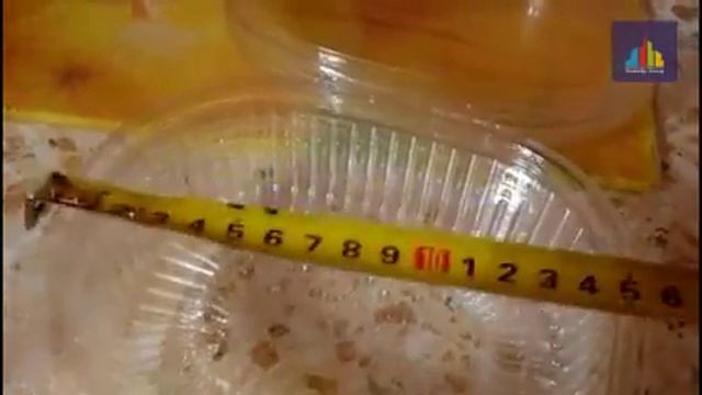 Обзор одноразовых контейнеров ИПР (ПР-РКС) 250, 350, 500, 750, 1000 мл. из полистирола смотреть онлайн