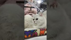 Британская короткошерстная шиншилла