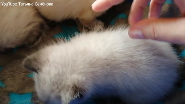 ?Котята. Как выглядят через месяц??