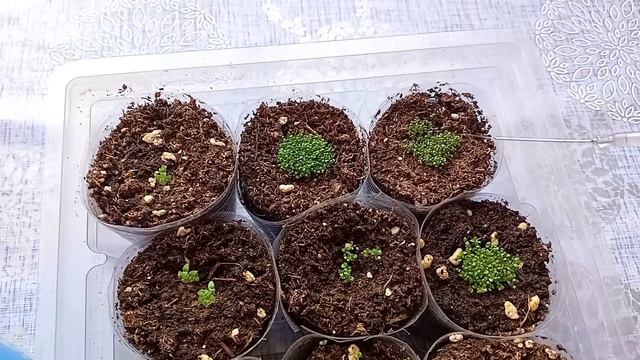 Жизнь в деревне. Мои растишки . смотреть онлайн