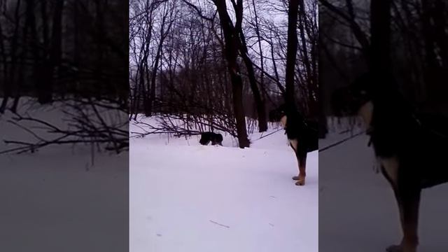 бурятские прогулки - Хасар проходит курс молодого бойца