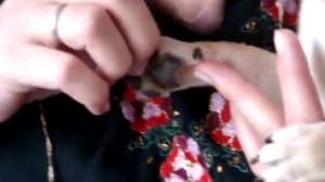 Как постричь когти собаке чихуа