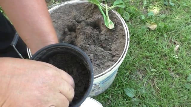 ГОРТЕНЗИЯ. РАЗМНОЖЕНИЕ ЧЕРЕНКАМИ. Мои цветы. Мой опыт.