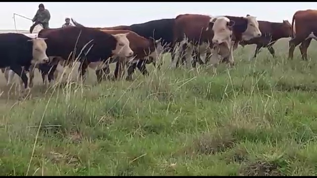 Бычки на убой весом 470 кг мясные породы от компании КамАгро смотреть онлайн