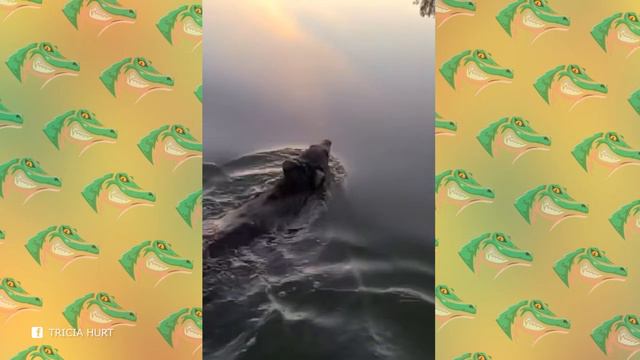 Эти Случаи с Животными Вы Запомните Надолго
