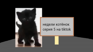 Недели котёнок серия 5 на tiktok
