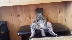 Кот, сидит как Человек