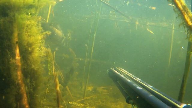 Жена стрельнула карпа, подводная охота на водохранилище 2020 смотреть онлайн