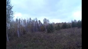 Осенняя охота с курцхааром на вальдшнепа. Курцхаар Грета. Охота с легавой на вальдшнепа, видео.