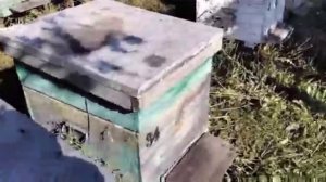 обработка дым пушкой водным раствором аква фло