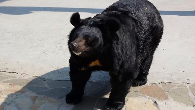 Зоопарк смотреть онлайн