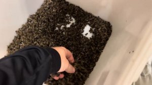 Про гнездовой мёд, пользу подмора пчелиного и наш первый фирменный магазин в Челябинске